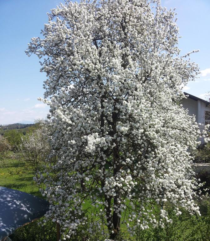 Stadtnahe Landwohnung Klagenfurt am Woerthersee Ngoại thất bức ảnh